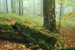 Bild vom Nationalpark Hainich ...